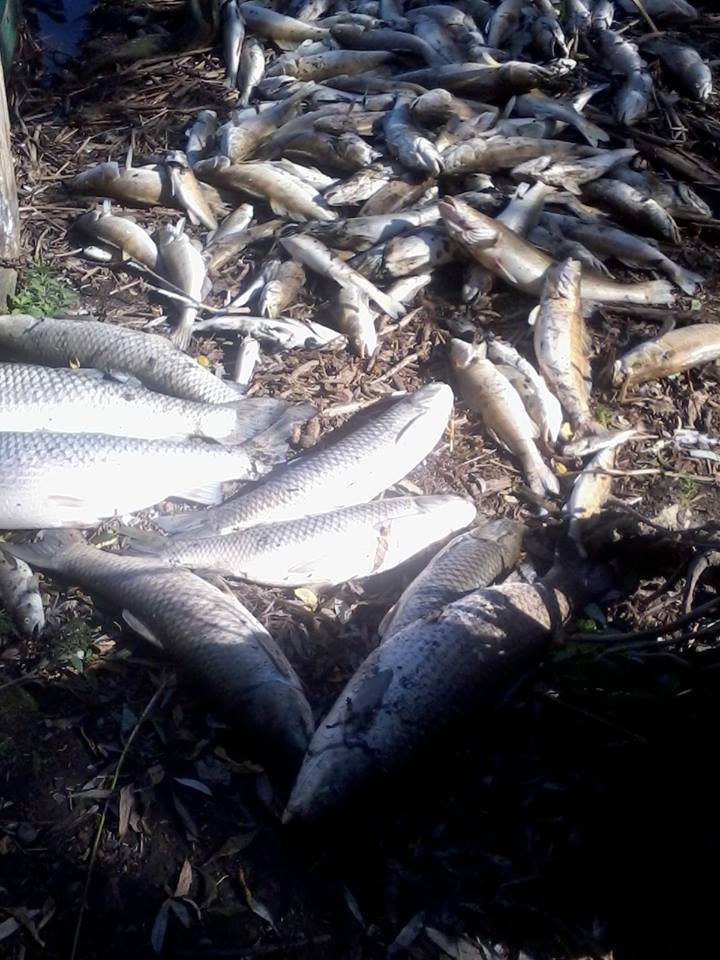 Екологічне лихо у Тростянці – посеред зими у ставку масова загибель риби