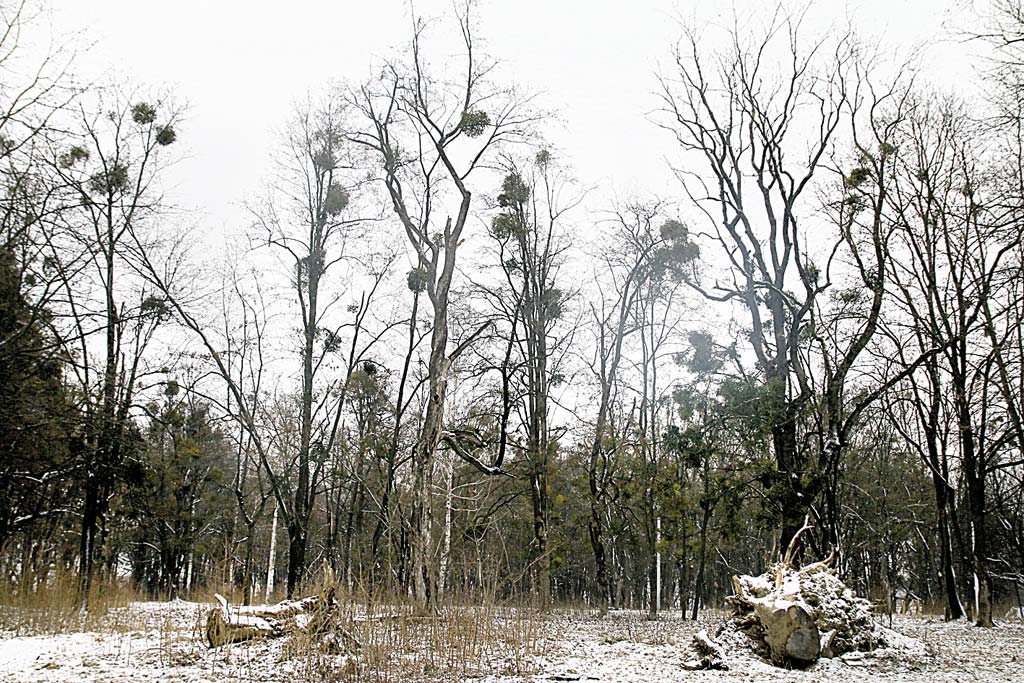 П’ятничанський парк «Красуня» занепадає сто років