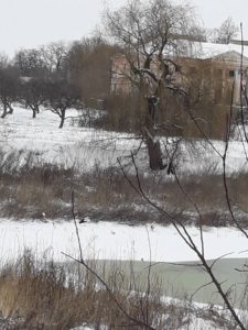 У Могилів-Подільському районі рятують журавлів та чапель від морозів