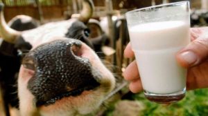 Чому молоко приймають за копійки і постійно щось «мутять»?