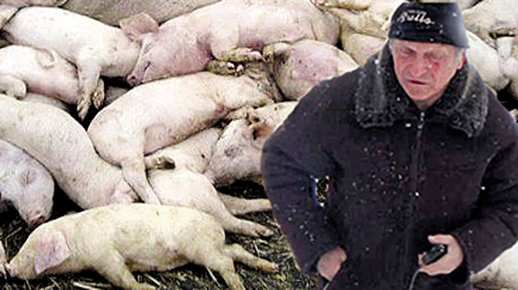 Десятки мертвих свиней виявили активісти у селах Тростянецького району