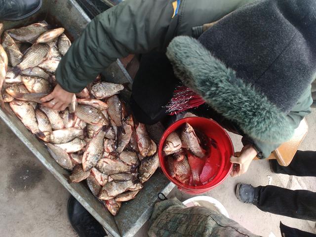 Операція “Нерест-2018”: Заборона на вилов риби у зв’язку з нерестом діє в Україні з 1 квітня по 9 червня (включно) 2018 року
