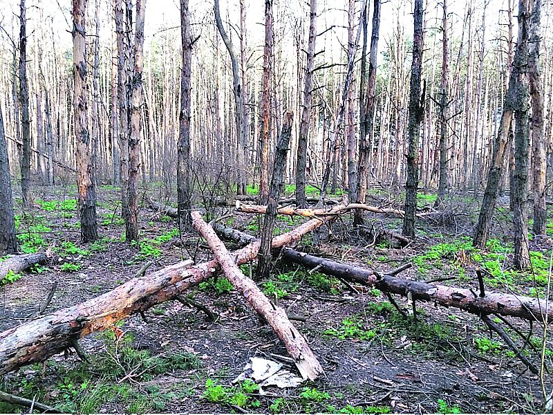 Сохнуть сосни та ялини. Вінницькі ліси гинуть через шкідників та спеку