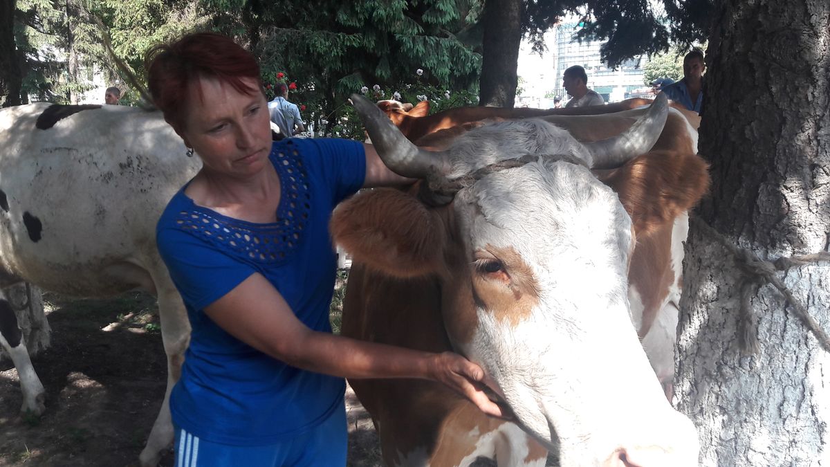 Чим закінчився акційний «випас корів» із Михайлівки під Держгеокадастром у Вінниці?