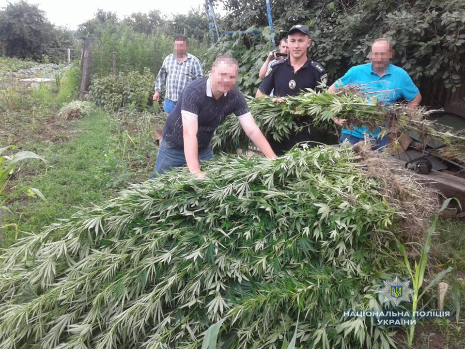 Багатий урожай конопель «зібрала» поліція в Тульчинському районі