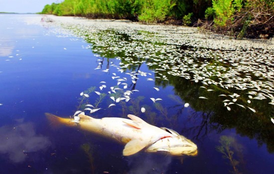 Річка Мурашка і Шаргород стали зоною екологічного лиха