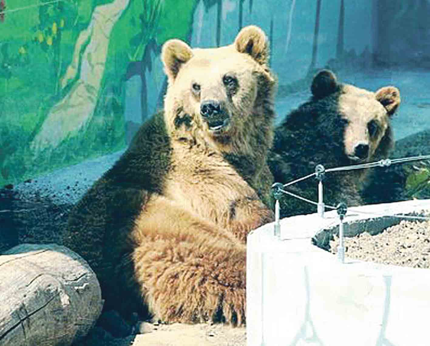 Шестеро ведмедів приїхали до Вінницького зоопарку
