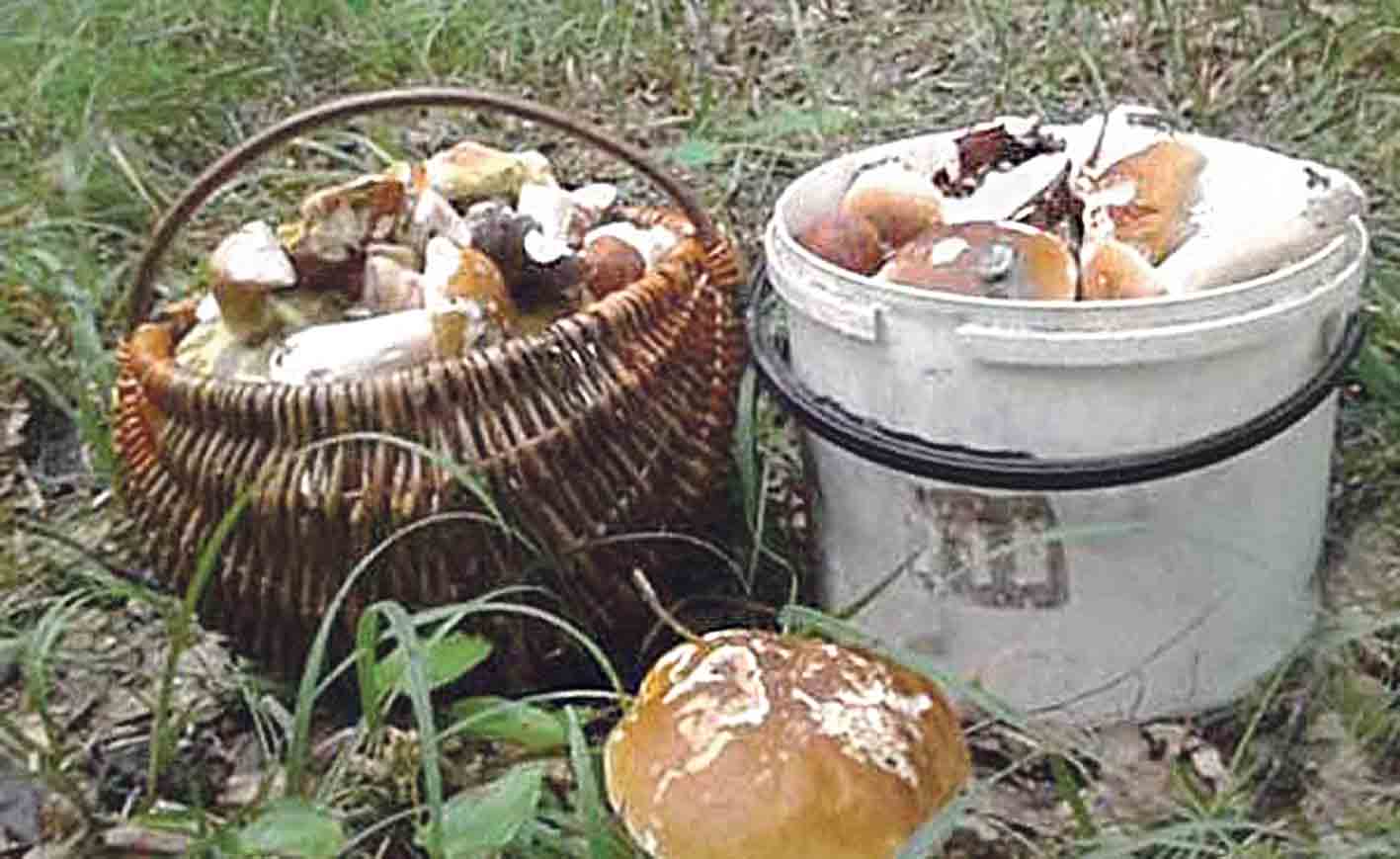 У вінницьких лісах аномальний урожай грибів