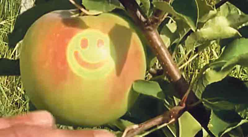 «Усміхнені» яблука — родзинка вінницького ринку «Урожай»