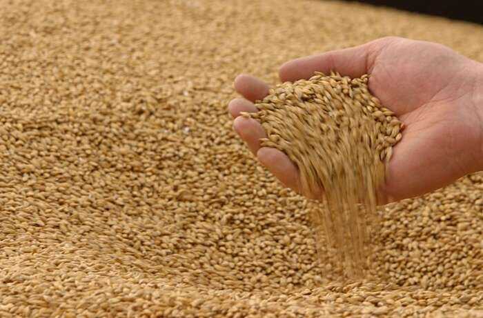 4 мільйони тонн зерна зібрано на Вінниччині