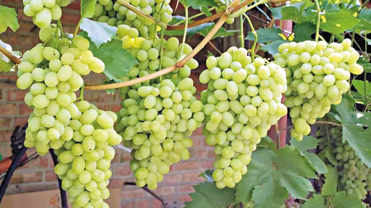 Понад 80 видів винограду вирощує житель Хмільника Руслан Підлісняк