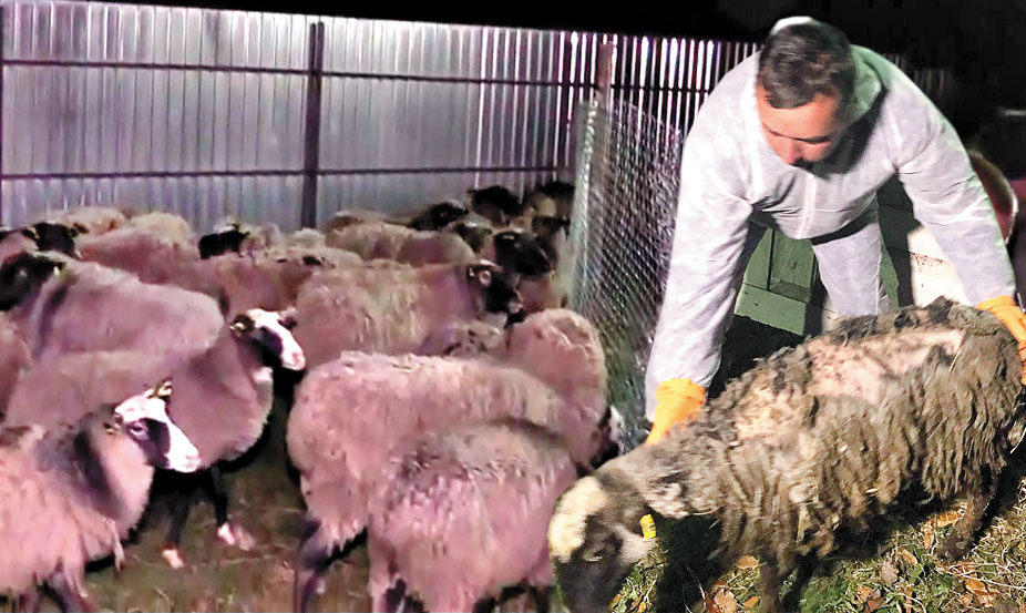 Вівці, які вижили у одеській “фурі смерті”, оселяться на екофермі