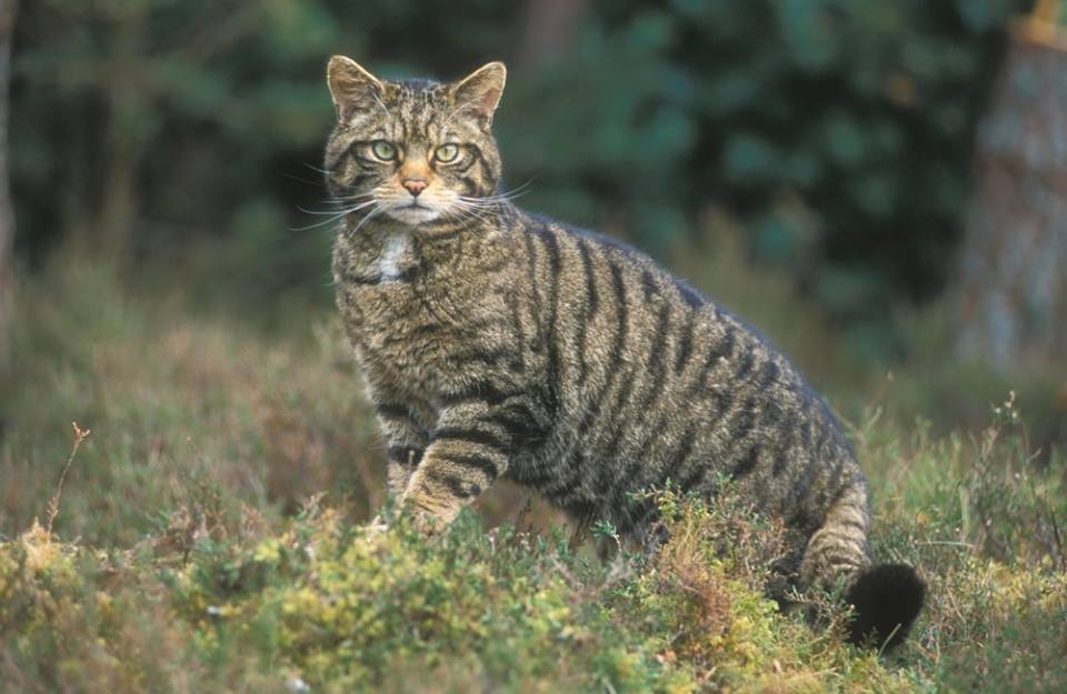 У Жмеринському лісгоспі можна зустріти лісового кота та лося