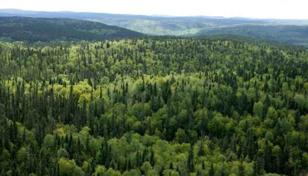 Лісове господарство потребує посилення державного контролю — Рахункова палата
