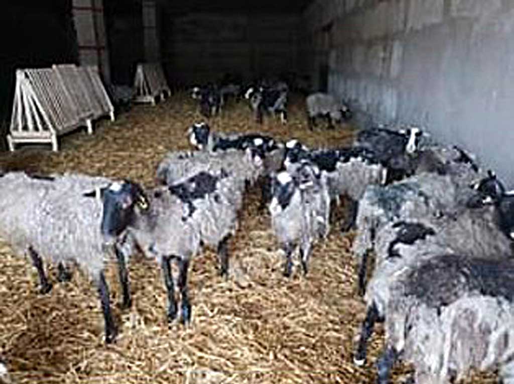 Вівці досі гинуть. Їх із Тульчина відвезли на ПМЖ в Одесу