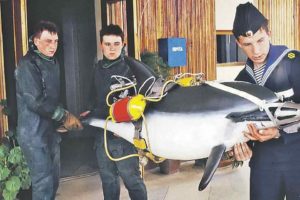 Програму для дельфінів-розвідників розробляли на Вінниччині