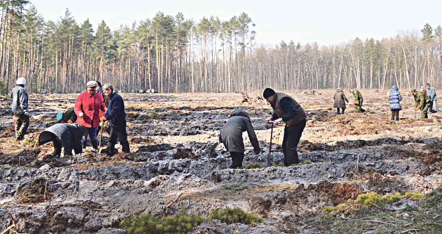 15 мільйонів саджанців висаджують лісники щороку