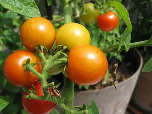 Домашній помідор – поза конкуренцією