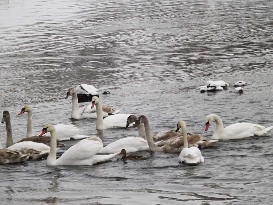 Лебеді зимують у Сутисках. Де ще птахи на Вінниччині ховаються від морозів? (відео)
