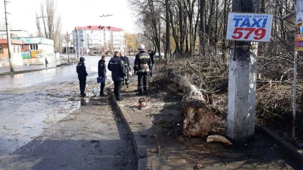 Дерево впало на дитину. 12-річна вінничанка загинула на місці