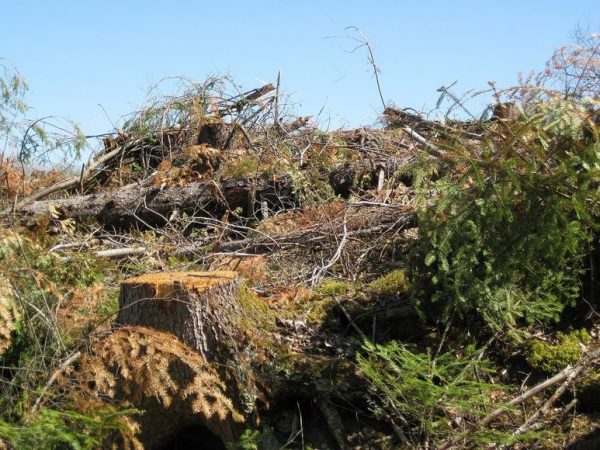 Вирубуючи ліс – смертельно поранив себе