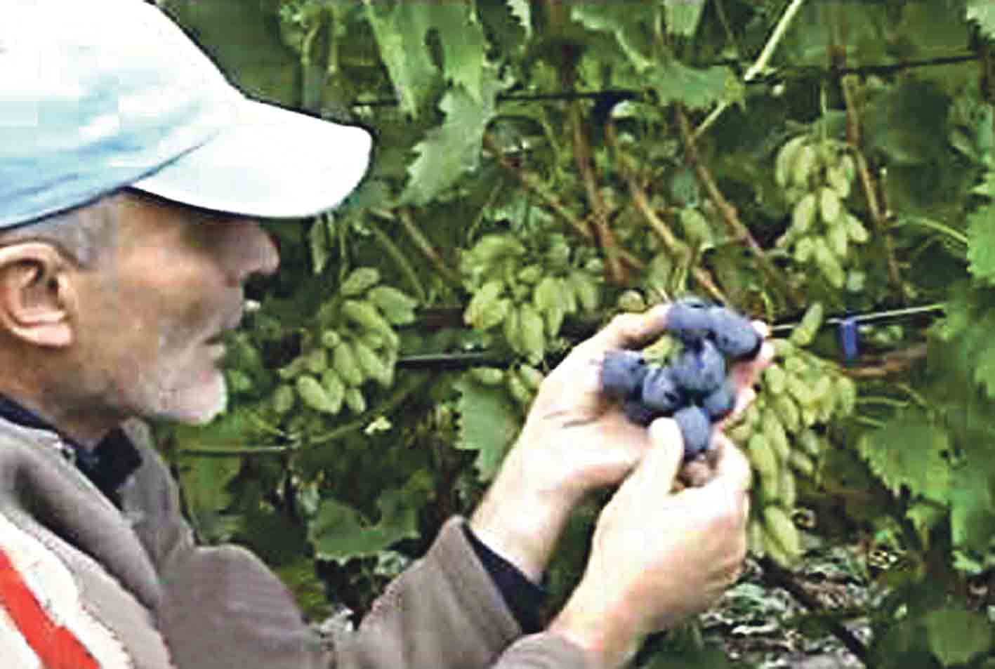 Виноград-рекордсмен вирощує наш земляк