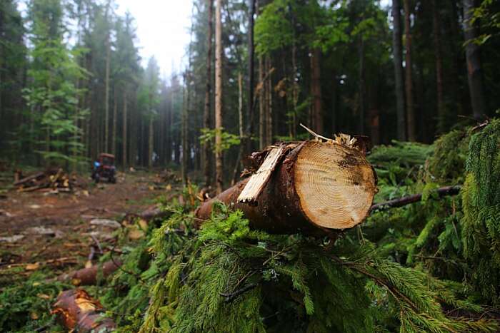 Врятувати не можна зрубати. Де поставити кому у питанні українських лісів?