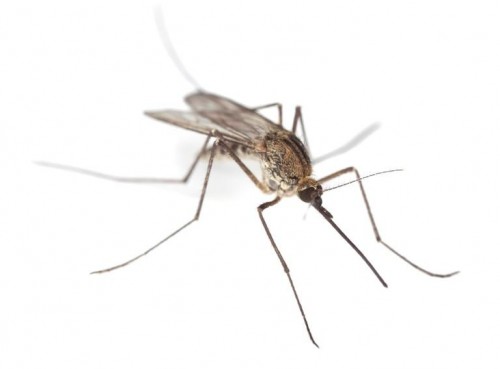 Народні рецепти від комарів