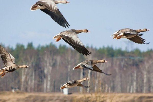 З вертольота стріляли диких качок та гусей на Вінниччині у день відкриття полювання?(відео)