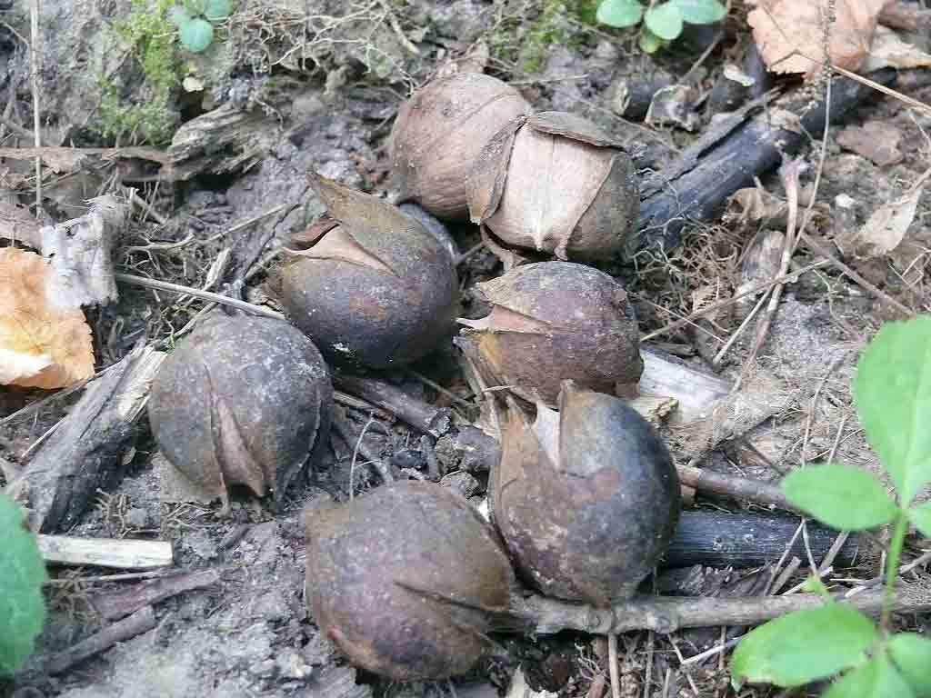 Унікальні горіхи з царських часів вирощують на Гайсинщині