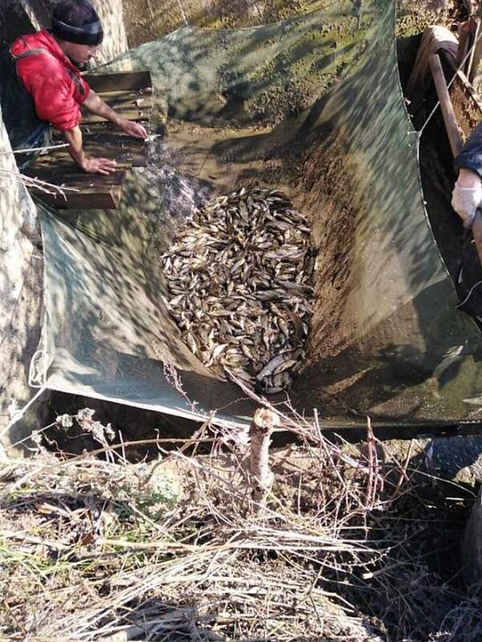 Майже п’ять тонн риби випустили до Дмитренківського водосховища