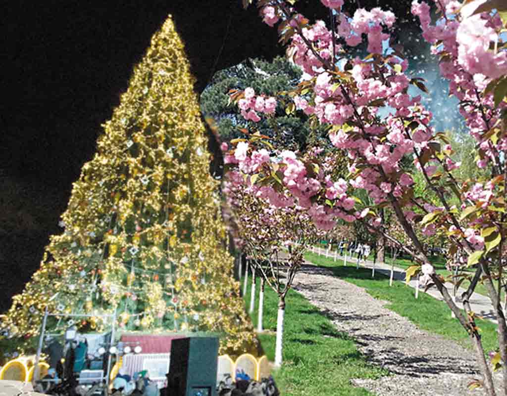 Сакури розцвіли у Вінниці перед Новим роком. Замість ялинок під снігом (відео)