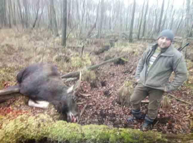 Мисливець з Вінниччини застрелив червонокнижного лося