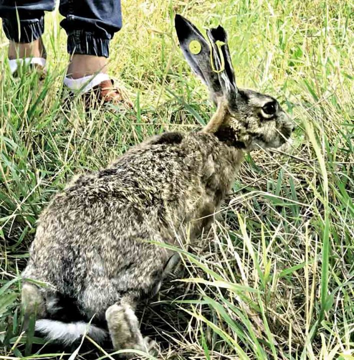 Перший на Вінниччині розплідник зайців збільшить популяцію вухатих у регіоні