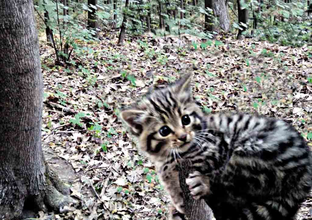 Унікальне відео з лісовими котами відзняли вінницькі лісівники. Ці тварини дуже рідкісні і занесені у Червону книгу