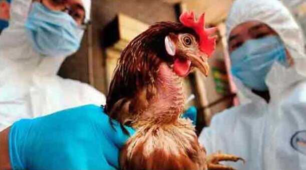 Чи поширюється пташиний грип на Вінниччині, як короновірус у Китаї?