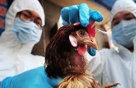 Пташиний грип зафіксували у Немирівському районі
