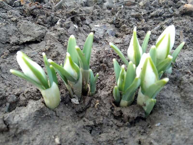 У Могилівці зацвіли підсніжники, але в суботу по Вінниччині обіцяють 10 градусів морозу