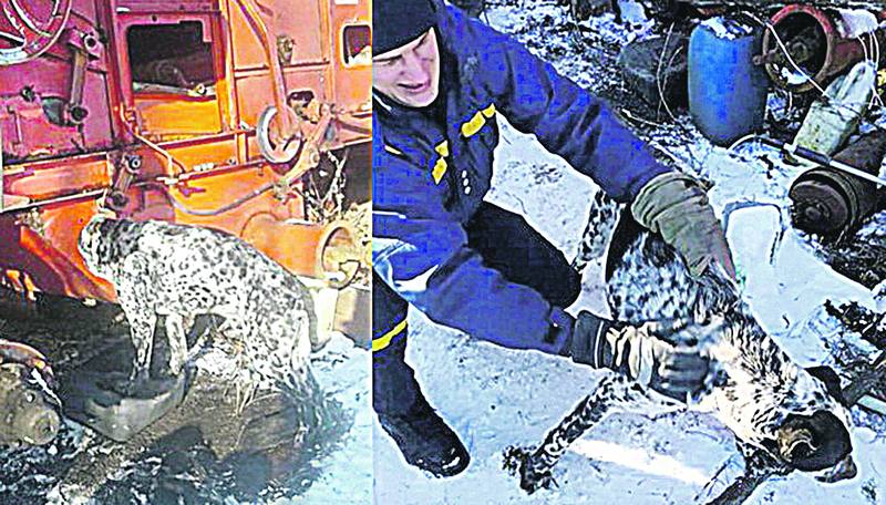 Кота і собаку довелося визволяти рятувальникам