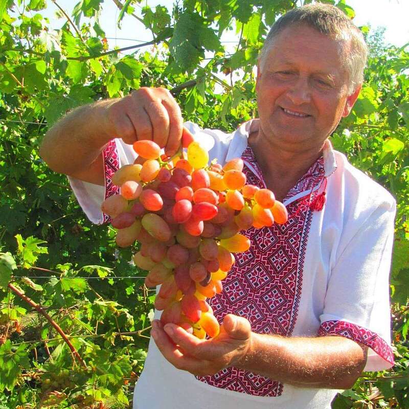 Як правильно садити виноград навесні – поради вінницького господаря