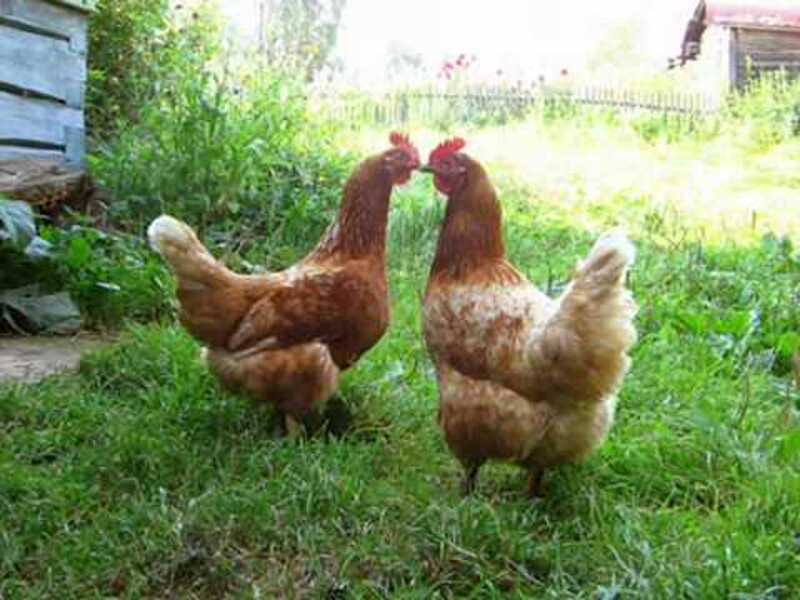 ЄС дозволила ввіз курятини. Раніше це було скасовано через пташиний грип у Вінницькій області