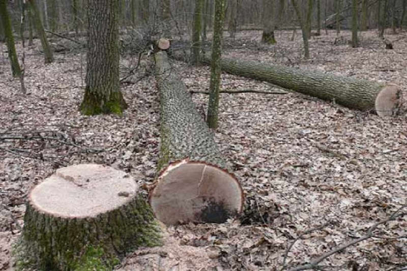 На 3 мільйони гривень “нарізали” дубів у Немирівському районі