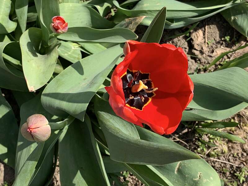 А вони ігнорують коронавірус. Вас також вже дістав карантин? (відео)