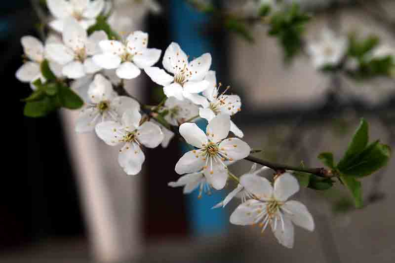 Вінниця. Весна набирає обертів. Все цвіте: сливи, вишні, сакури… (фоторепортаж)