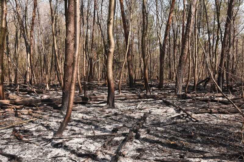 5 гектарів лісу і поля згоріло у Тиманівці