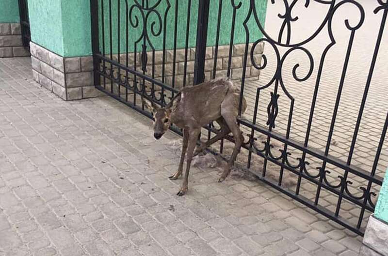 Дитинча косулі визволяли рятувальники