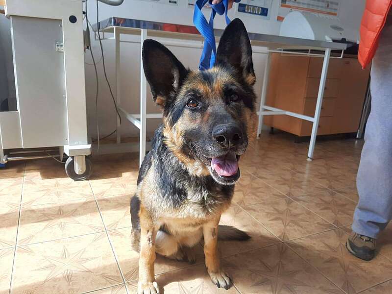 Врятована волонтерами Рада шукає нову родину!