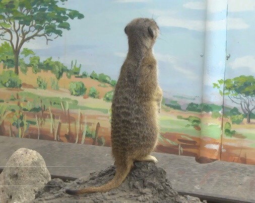 Вінницький зоопарк пропонує підприємцям бартер: тварини під опіку в обмін на рекламу на щитах