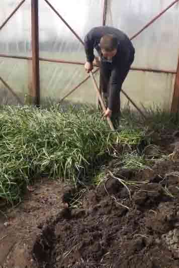 У відчаї фермер із Літина перекопав всю теплицю з цибулею (деталі)