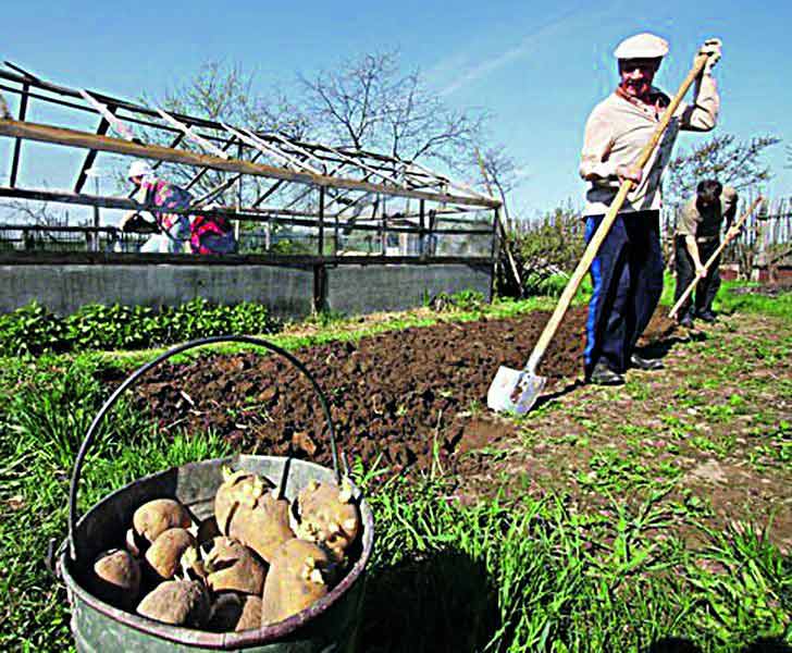 Які сорти обирати і коли краще садити картоплю